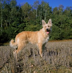 Picardy Shepherd Dog