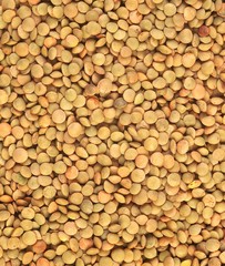 French Blond Lentils from Saint Flour, lens esculenta