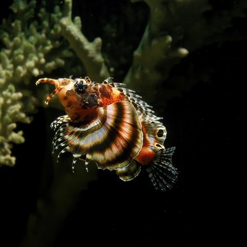 Twospot Turkeyfish, dendrochirus biocellatus