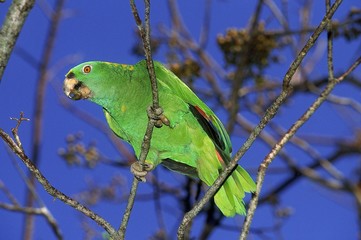 Yellow-Crowned Amazon Parrot, amazona ochrocephala, Adult standing on Branch