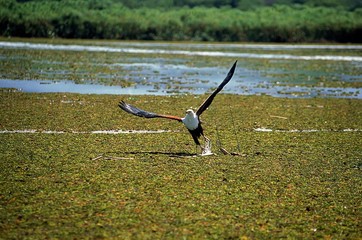 African Fish-Eagle, haliaeetus vocifer, Adult in Flight, Fishing, Naivasha Lake in Kenya