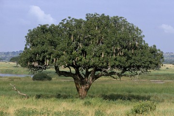 Sausage Tree, kigelia africana, Tarangire Park in Tanzania