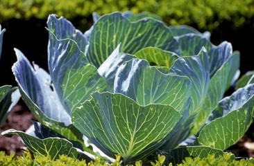 Castello Cabbage, brassica oleracea