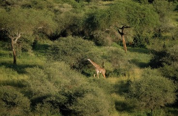 Masai Giraffe, giraffa camelopardalis tippelskirchi, Tarangire Park in Tanzania