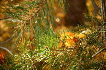 liść, pożółkły liść na sosnowej gałązce  © Marcin Łazarczyk