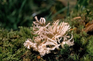 White Coral Fungus, clavulina cristata