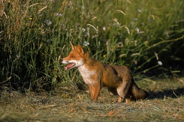 Red Fox, vulpes vulpes, Adult standing on Grass, Normandy