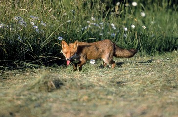 Red Fox, vulpes vulpes, Adult standing on Grass, Normandy