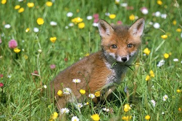 Red Fox, vulpes vulpes, Cub Sitting in Flowers, Normandy