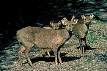 Hog Deer, axis porcinus, Pair with Young