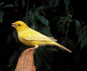 Malinois Canary or Song Canary Singing - obrazy, fototapety, plakaty