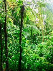 Obraz na płótnie Canvas rain forest scenery