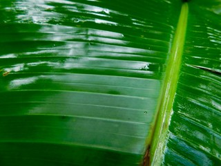 plant close-up