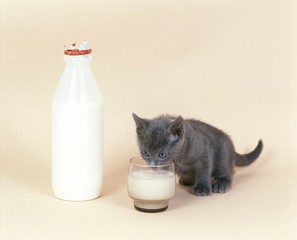 Chartreux Kitten Drinking Milk