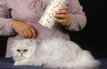 Woman with White Persian Domestic Cat, talcum powder on Hair