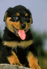 Rottweiler Dos, Pup with Tongue out