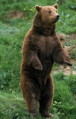 Obraz premium Brown Bear, ursus arctos, Adult standing on Hind Legs, Looking aroung