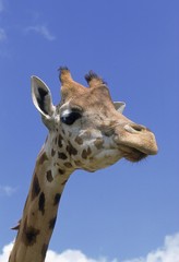 Rothschild's Giraffe, giraffa camelopardalis rothschildi