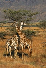 Masai Giraffe, giraffa camelopardalis tippelskirchi, Adults in Savanna, Masai Mara Park in Kenya