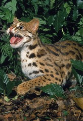 Leopard Cat, prionailurus bengalensis, Adult snarling