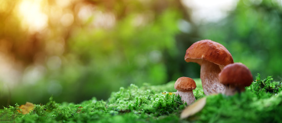 Whild Mushrooms outdoors in the forest in autumn - obrazy, fototapety, plakaty