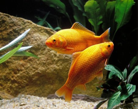 Goldfish, carassius auratus