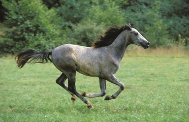 Shagya Horse Galloping through Pasture
