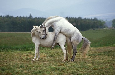 Lipizzan Horse, Mare and Stallion mating