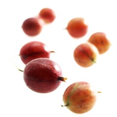 Gooseberries, ribes grossularia against White Background