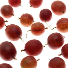Gooseberries, ribes grossularia against White Background