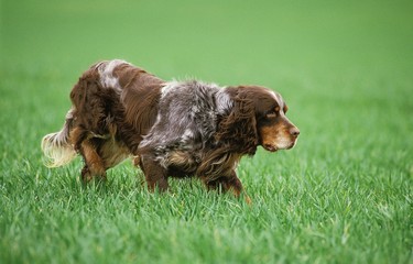 Picardy Spaniel dog Pointing