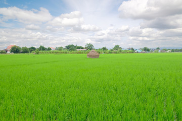 rice field in thailand