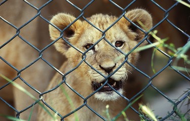 African Lion, panthera leo, Cub in Cage