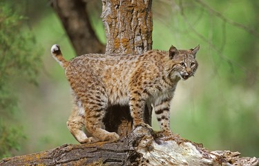 Bobcat, lynx rufus, Adult standing Branch, Canada