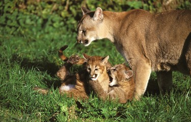 Cougar, puma concolor, Mother with Cub