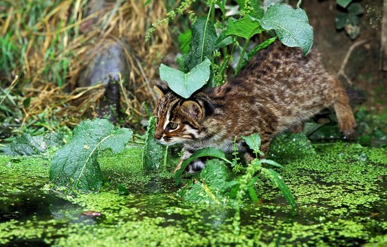 Leopard Cat, prionailurus bengalensis, Adult fishing in Swamp