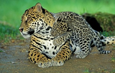 Fototapeta na wymiar Jaguar, panthera onca, Mother playing with Cub
