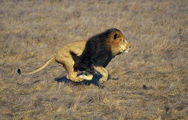 African Lion, panthera leo, Male running