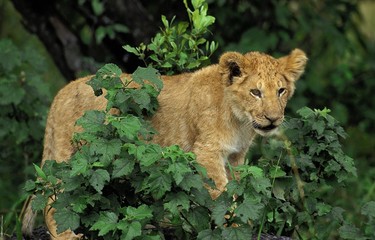 African Lion, panthera leo, Cub