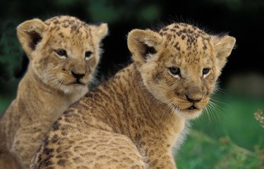 Fototapeta na wymiar African Lion, panthera leo, Cub