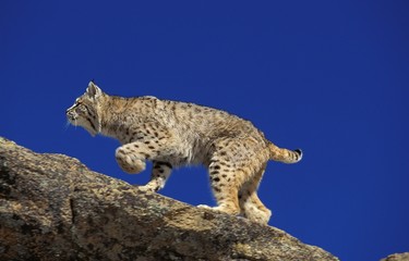 Bobcat, lynx rufus, Adult standing on Rocks, Canada