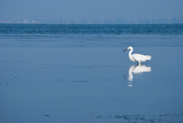
white heron fishing with reflection on calm water