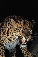 Leopard, panthera pardus, Portrait of Adult in Defensive Posture