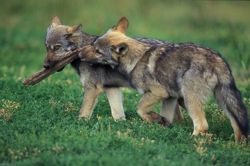 Obraz premium European Wolf, canis lupus, Pup playing with stick of Wood