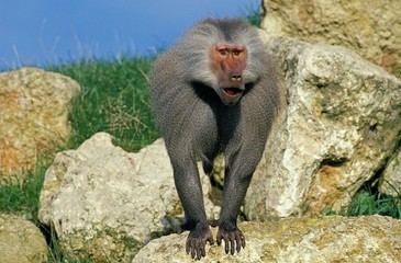 Hamadryas Baboon, papio hamadryas, Male standing on Rocks