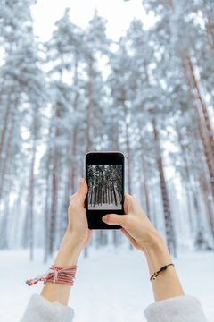 Photo of winter forest
