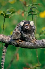 Common Marmoset, callithrix jacchus, Adult standing on Branch