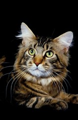 Brown Tabby Maine Coon Domestic Cat laying against Black Background