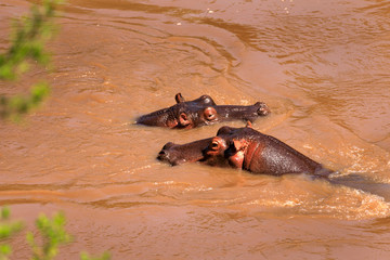 Fototapeta premium Flusspferde in Kenia am Fluss Mara in Kenia, Afrika.