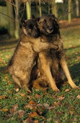 Tervueren or Belgian Shepherd Dog, Mother playing with Pup